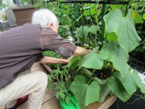 野菜の収穫